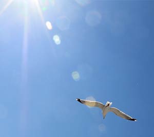 Möwe