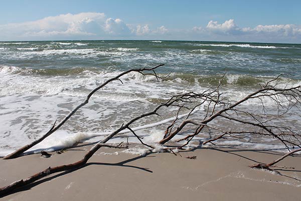 Baum am Strand